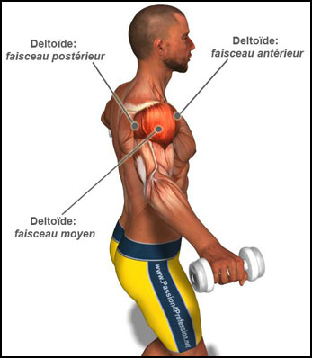 anatomie paule